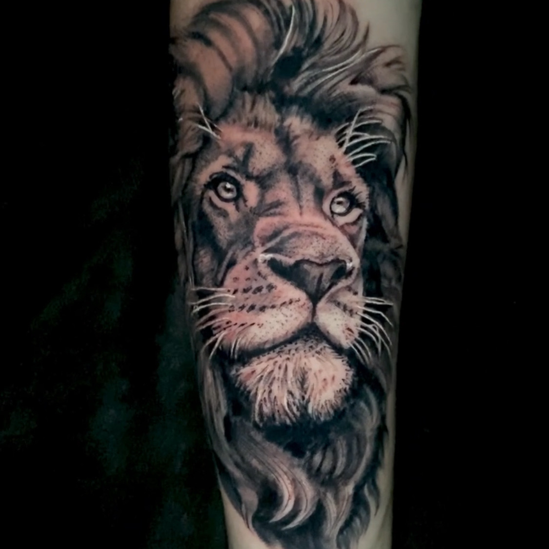 Black and grey realism tattoo of a lion's face with a full mane and long whiskers, looking straight ahead, on the forearm.